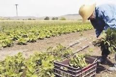 Ερώτηση στη Βουλή: Ανάγκη εκκαθάρισης ασφαλιστικών εισφορών εργατών γης – υποψήφιων συνταξιούχων που αμείβονταν με εργόσημο.