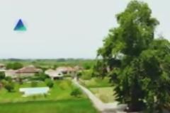 Ο Τούρκικος πλάτανος στο Τριχώνιο (ΒΙΝΤΕΟ: Ανδρέας Κουτσοθανάσης)