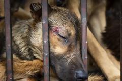 Πάνω από 10 εκατομμύρια σκύλοι και γάτες γίνονται παράνομα τροφή