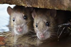 Δήμος Ι.Π. Μεσολογγίου: «Να κηρυχθεί η περιοχή μας αρουραιόπληκτη»