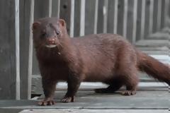 Ολλανδία: Θα σφάξουν 10.000 βιζόν σε εκτροφεία επειδή πιθανόν μετέδωσαν τον ιό