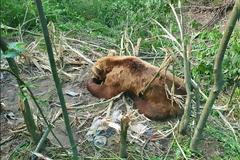 Κοζάνη: Έσωσαν αρκούδα που πιάστηκε σε αυτοσχέδια παγίδα για αγριογούρουνα (Video)