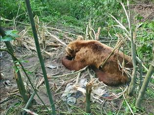 Φωτογραφία για Κοζάνη: Έσωσαν αρκούδα που πιάστηκε σε αυτοσχέδια παγίδα για αγριογούρουνα (Video)