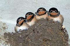 Συνελήφθη γιατί γκρέμισε φωλιά χελιδονιών και σκότωσε νεοσσό