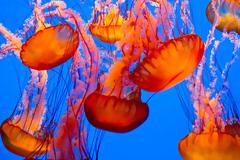 Αυξημένος αριθμός μεδουσών σε παραλίες της Βόρειας Ελλάδας