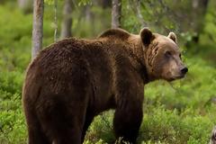 Αρκούδα σκοτώθηκε από πυρά στα γαλλικά Πυρηναία