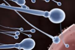 Έχουν τα γυναικεία ωάρια... προτιμήσεις;