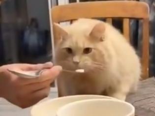 Φωτογραφία για Σάλος για βίντεο που δείχνει ιδιοκτήτη γάτας να της δίνει... παγωτό