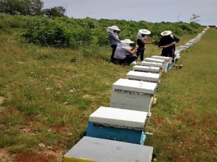 Φωτογραφία για Σε κίνδυνο η μελισσοκομία στην Ελλάδα λόγω κοροναϊού