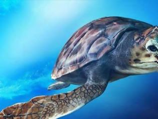 Φωτογραφία για Παγκόσμια ημέρα θαλάσσιων χελωνών. Mπορούν να ωοτοκούν για 33 χρόνια
