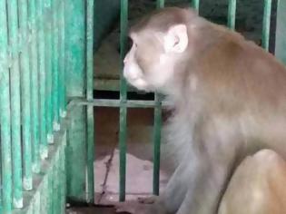 Φωτογραφία για Αλκοολική(!) μαϊμού σκόρπισε τον τρόμο και τον θάνατο