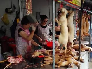 Φωτογραφία για Κίνα: Ξεκίνησε το φεστιβάλ κατανάλωσης κρέατος σκύλου. -περισσότεροι από δέκα χιλίαδες σκύλοι και γάτες σκοτώνονται.