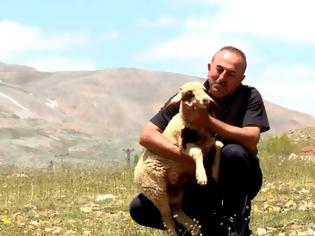 Φωτογραφία για Τσαβούσογλου: Ο «λύκος» στην... Αλάνια φυλάει πρόβατα