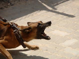 Φωτογραφία για Ληστεία με την απειλή... μεγαλόσωμου σκύλου,στο κέντρο της Θεσσαλονίκης