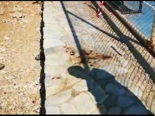 Φωτογραφία για Θρίλερ με το πτώμα στον Πειραιά: Ήταν χτυπημένο λέει η γυναίκα που το εντόπισε -βίντεο