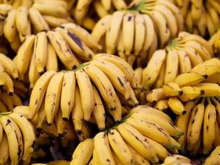 Φωτογραφία για Η πανδημία της μπανάνας. Γιατί απειλούνται με εξαφάνιση;