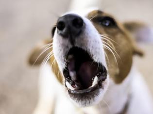 Φωτογραφία για Γαβγίζει ο σκύλος σας σε ώρα κοινής ησυχίας; Ετοιμαστείτε να πληρώσετε «τσουχτερό» πρόστιμο