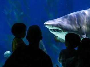 Φωτογραφία για SOS για τους καρχαρίες εκπέμπουν επιστήμονες