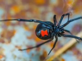 Φωτογραφία για Μαύρη αράχνη. Τι θα συμβεί αν σας δαγκώσει; Πόσο επικίνδυνη είναι;