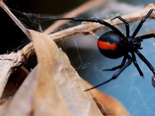 Φωτογραφία για Τι είναι η αράχνη «μαύρη χήρα» που παρολίγο να σκοτώσει 10μηνο βρέφος στην Πάτρα