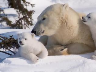 Φωτογραφία για Η κλιματική αλλαγή θα εξαφανίσει τις πολικές αρκούδες έως το τέλος του αιώνα