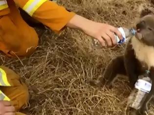 Φωτογραφία για Αυστραλία: Τρία δισεκατομμύρια ζώα κάηκαν ή εκτοπίστηκαν στις φονικές πυρκαγιές video