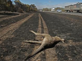 Φωτογραφία για Ανυπολόγιστη η καταστροφή στην πανίδα της Αυστραλίας από τις φωτιές - Νεκρά σχεδόν 3 δισ. ζώα