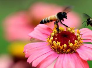 Φωτογραφία για Η εξαφάνιση των μελισσών αποτελεί μεγάλη διατροφική απειλή