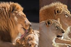 «Αχώριστα» λιοντάρια που έζησαν παρέα πολλά χρόνια και πέθαναν μαζί