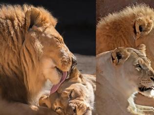Φωτογραφία για «Αχώριστα» λιοντάρια που έζησαν παρέα πολλά χρόνια και πέθαναν μαζί