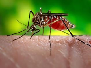 Φωτογραφία για Σκνίπες και κουνούπια, πώς αντιμετωπίζεται, το τσίμπημα τους, φαρμακευτικά ή με φυσικά μέσα