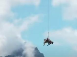 Φωτογραφία για Βίντεο: Αγελάδα «πετά» πάνω από τις κοιλάδες της Ελβετίας