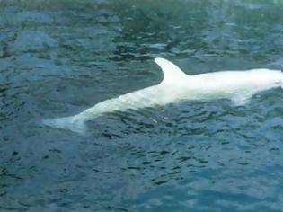 Φωτογραφία για Λευκή φάλαινα-δολοφόνος εντοπίστηκε στην Αλάσκα