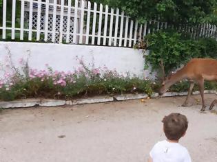 Φωτογραφία για Κτηνωδία: Σκότωσαν ελάφι που ζούσε κοντά σε σπίτια.
