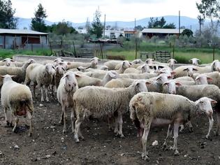 Φωτογραφία για Φάρσαλα: Οδηγός παρέσυρε κοπάδι με πρόβατα και εξαφανίστηκε!