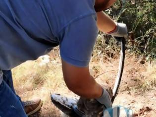 Φωτογραφία για Τρίκορφο Ναυπακτίας: Διάσωση αετού από...φίδι