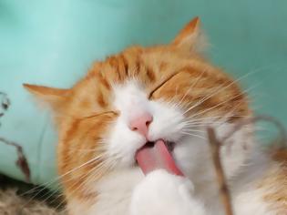 Φωτογραφία για Έρευνα για τον κορωνοϊό: Χάπι για τις γάτες πιθανόν να βοηθήσει στη θεραπεία