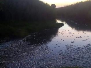 Φωτογραφία για Θράκη: Δεκάδες νεκρά ψάρια στον ποταμό Κομψάτο