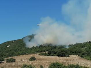 Φωτογραφία για Δείτε φωτο από τη φωτιά που ξέσπασε σε δασική έκταση στην περιοχή Προφήτης Ηλίας, στα Παλιάμπελα, στη Βόνιτσα.