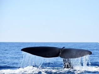 Φωτογραφία για Μάνη: Φάλαινα 20 μέτρων κολυμπούσε δίπλα από φουσκωτό