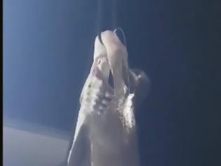 Φωτογραφία για Άγιο Όρος: Αλίευσαν καρχαρία 6 μέτρων – Δείτε βίντεο