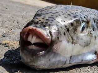 Φωτογραφία για Τοξικά και επικίνδυνα ψάρια στις θάλασσες μας όπως ο λαγοκέφαλος, λεοντόψαρο, μονόχειρος, ακανθόπερκα