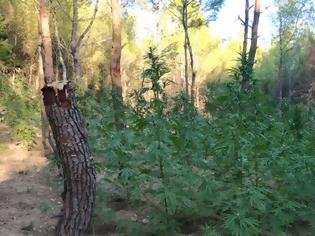 Φωτογραφία για Ωρωπός: Το ελικόπτερο ανακάλυψε δενδρύλλια κάνναβης 2 μέτρων σε δάσος - Δείτε φωτογραφίες