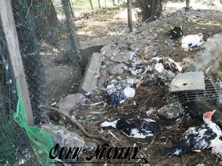 Φωτογραφία για Θανάτωσαν 30 χήνες και πάπιες σε πάρκο στη Νάουσα - Σοκαριστικές εικόνες