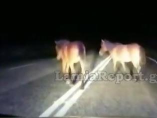 Φωτογραφία για Φθιώτιδα: Οδηγοί «πέφτουν» πάνω σε άλογα στη μέση του δρόμου - Βίντεο