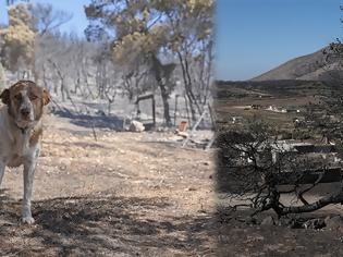 Φωτογραφία για Κερατέα: Αποκαΐδια και εικόνες καταστροφής την επόμενη μέρα της μεγάλης φωτιάς - Ζημιές σε πάνω από 30 σπίτια
