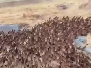 Φωτογραφία για Ταϊλάνδη: Χιλιάδες πάπιες επελαύνουν σε χωράφι - Βίντεο
