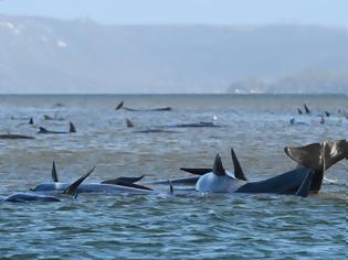 Φωτογραφία για Οικολογική τραγωδία στην Αυστραλία: Νεκρές εκατοντάδες φάλαινες