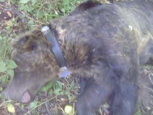 Φωτογραφία για Φλώρινα: Επιχείρηση διάσωσης για αρκούδα 250 κιλών που παγιδεύτηκε σε συρμάτινη θηλιά