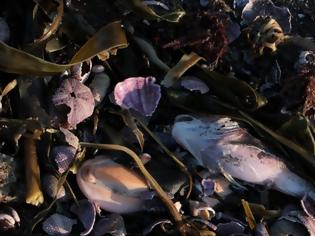 Φωτογραφία για Ρωσία: Στρώμα ρύπων μήκους 40 χιλιομέτρων επιπλέει στον ωκεανό προκαλώντας μαζικούς θανάτους ζώων